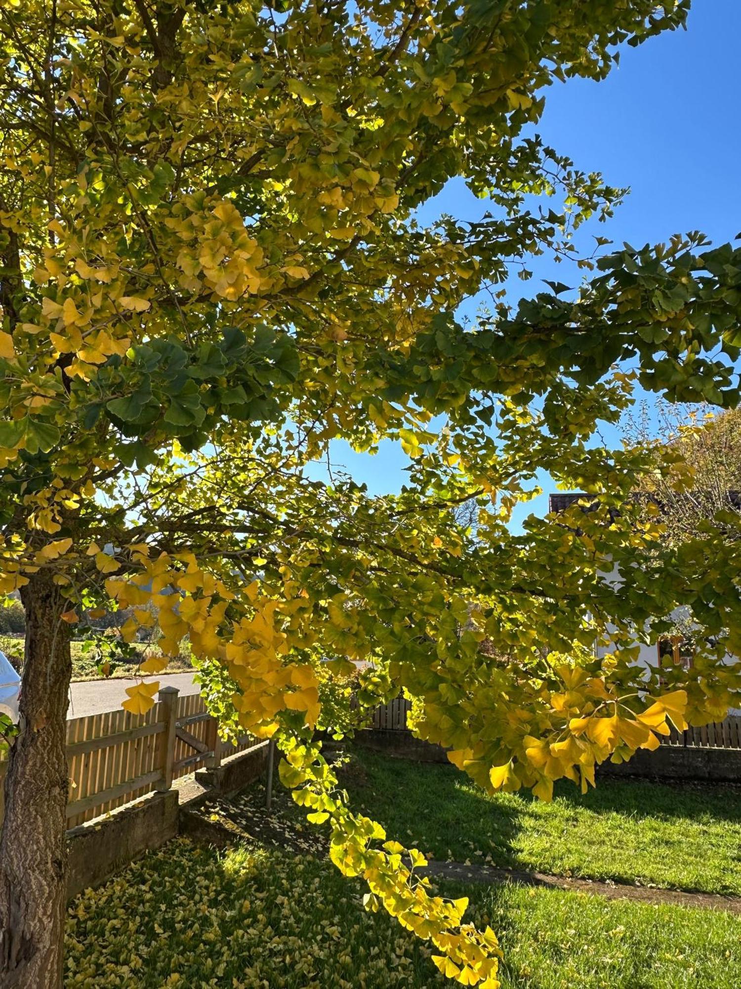 Ferienhaus Ginkgo Biloba Malsbenden Екстериор снимка